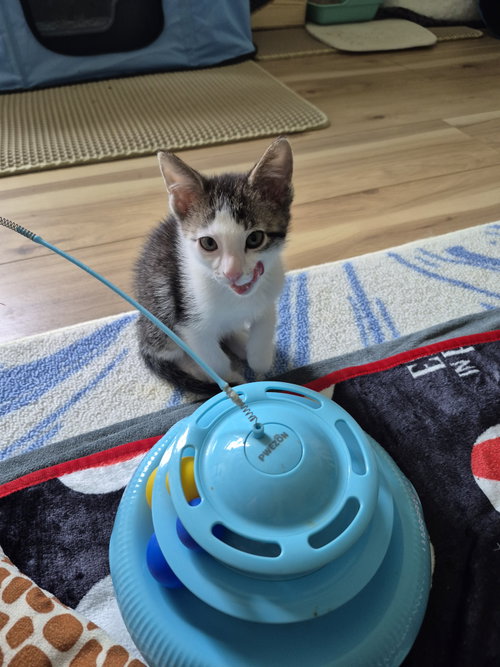Splatter, an adoptable Domestic Short Hair in Wheaton, IL