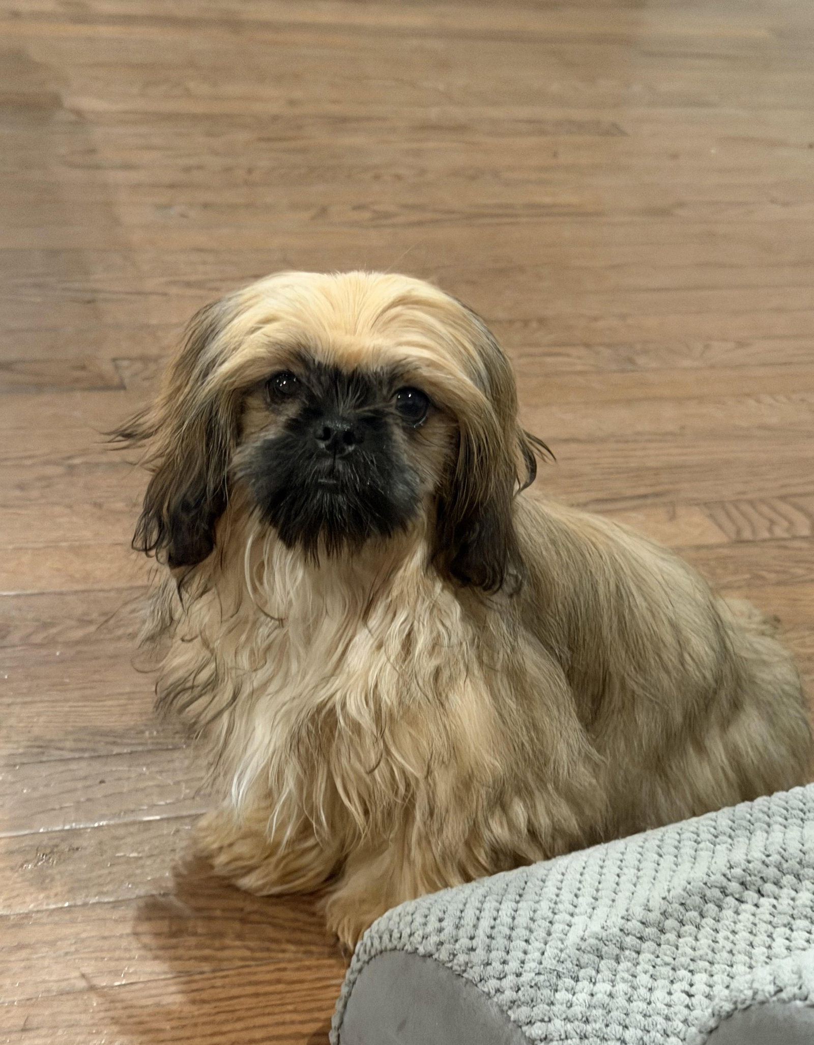 Luca Small Shih Tzu (long coat) Male