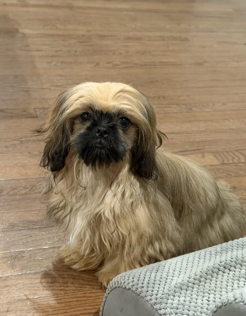 picture of the dog needing adoption