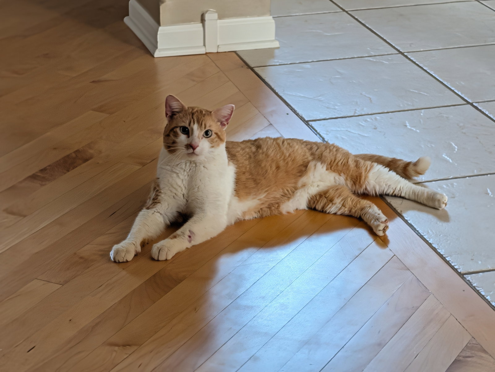 Charles  Domestic Short Hair (short coat) Male