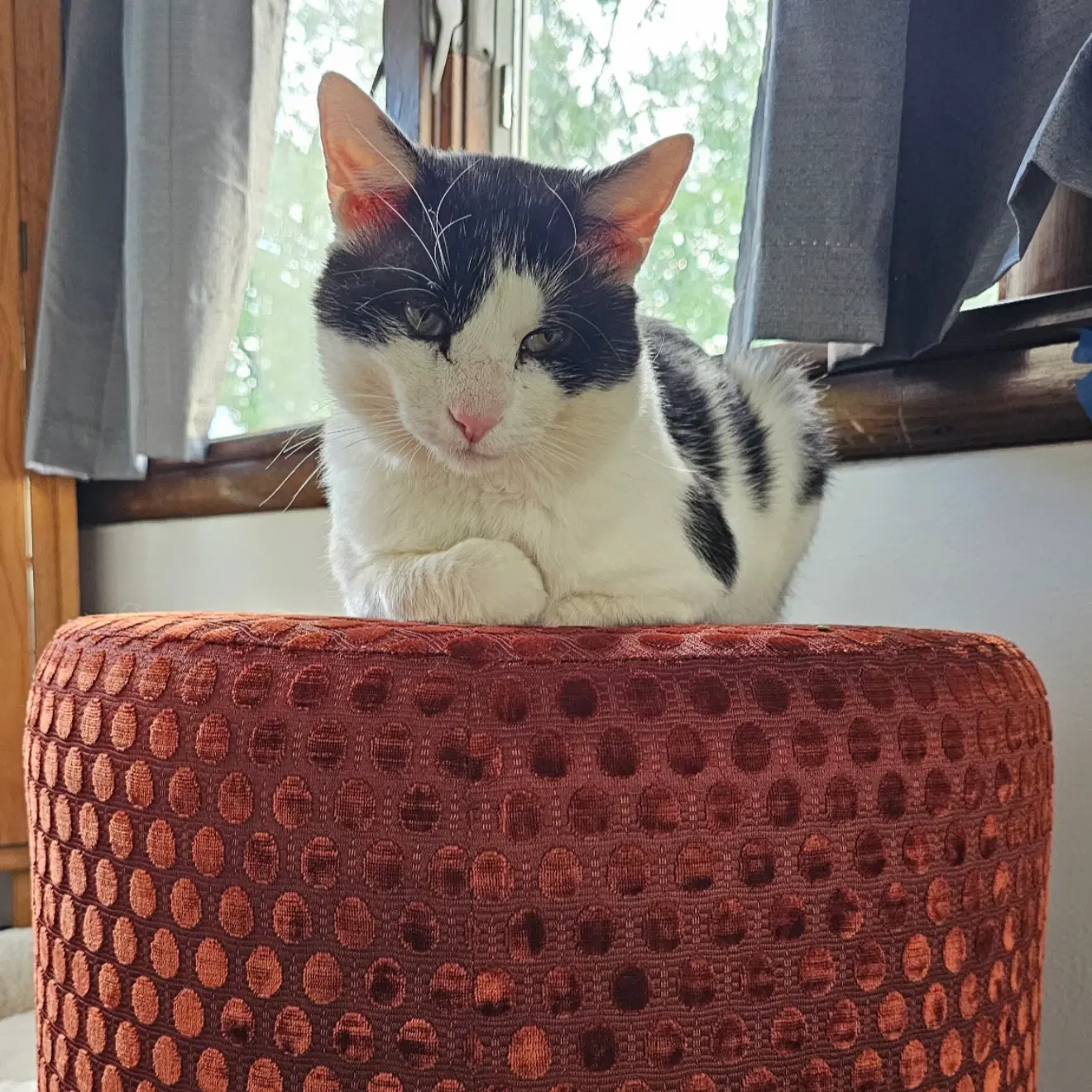 Neko - Domestic Short Hair