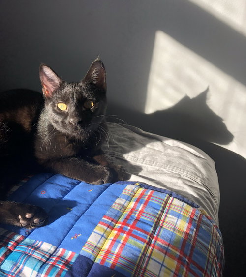 Rita, Adult Domestic Short Hair (short coat), cat for adoption in Orland Park, Illinois