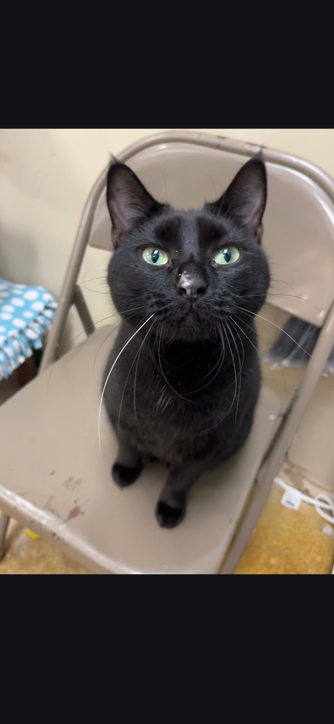Rita  Domestic Short Hair (short coat) Female
