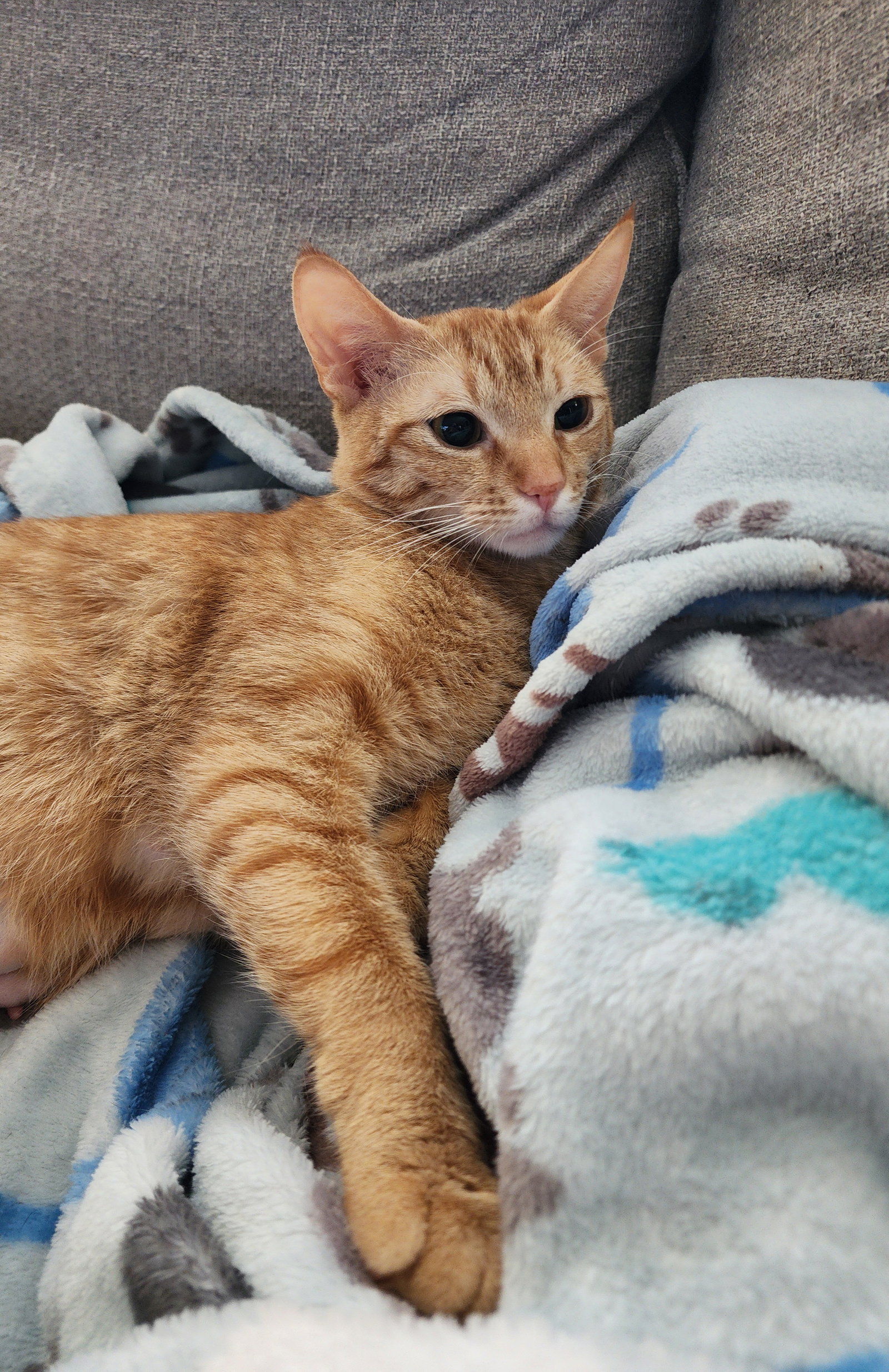 Ladybug  Domestic Short Hair / Tabby (short coat) Female
