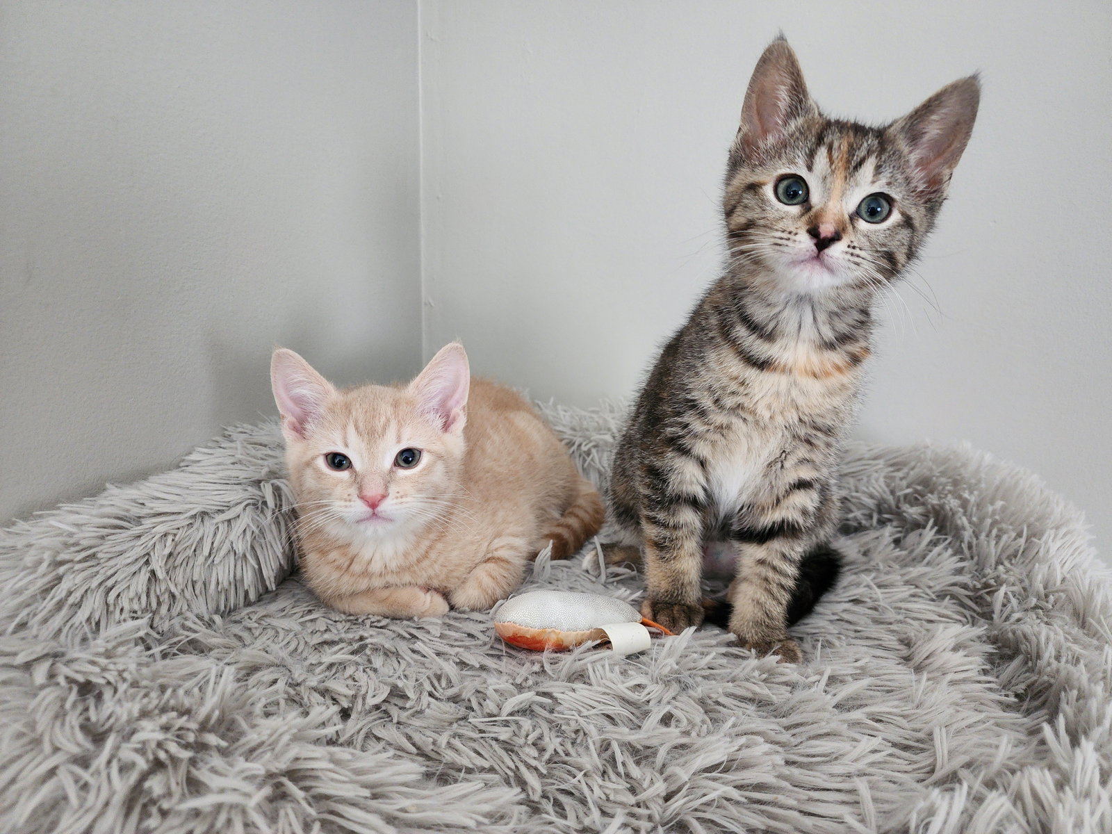 Caterpillar & Dragonfly (*pair)  Domestic Short Hair / Tabby (short coat) Male