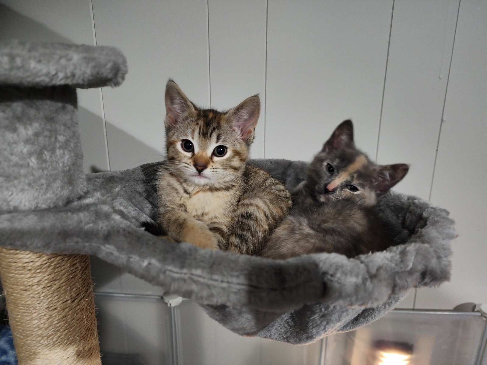 Butterfly & Cricket (bonded pair)  Domestic Short Hair (short coat) Female