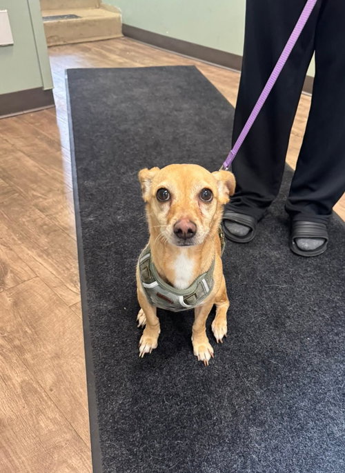 BUTTERFLY - Chihuahua / Dachshund available for adoption