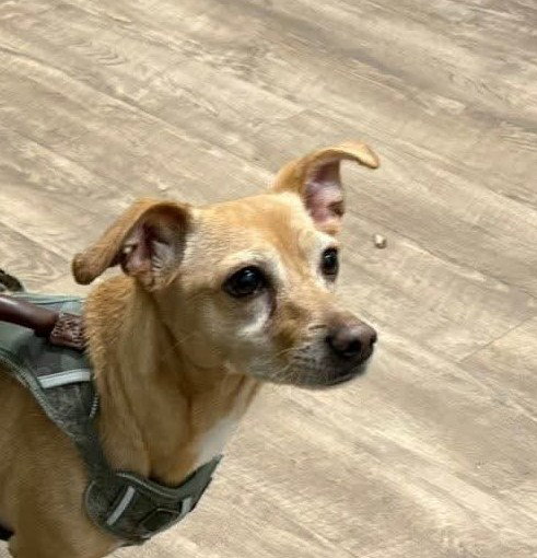 picture of the dog needing adoption