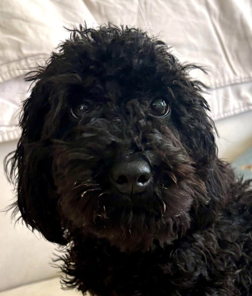 Scott, an adoptable Poodle in Wheaton, IL