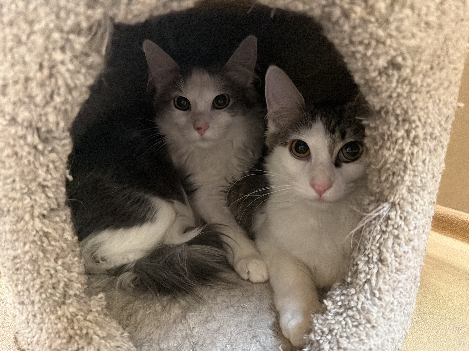Meeps and Peeps ***BONDED PAIR***  Domestic Long Hair (long coat) Female