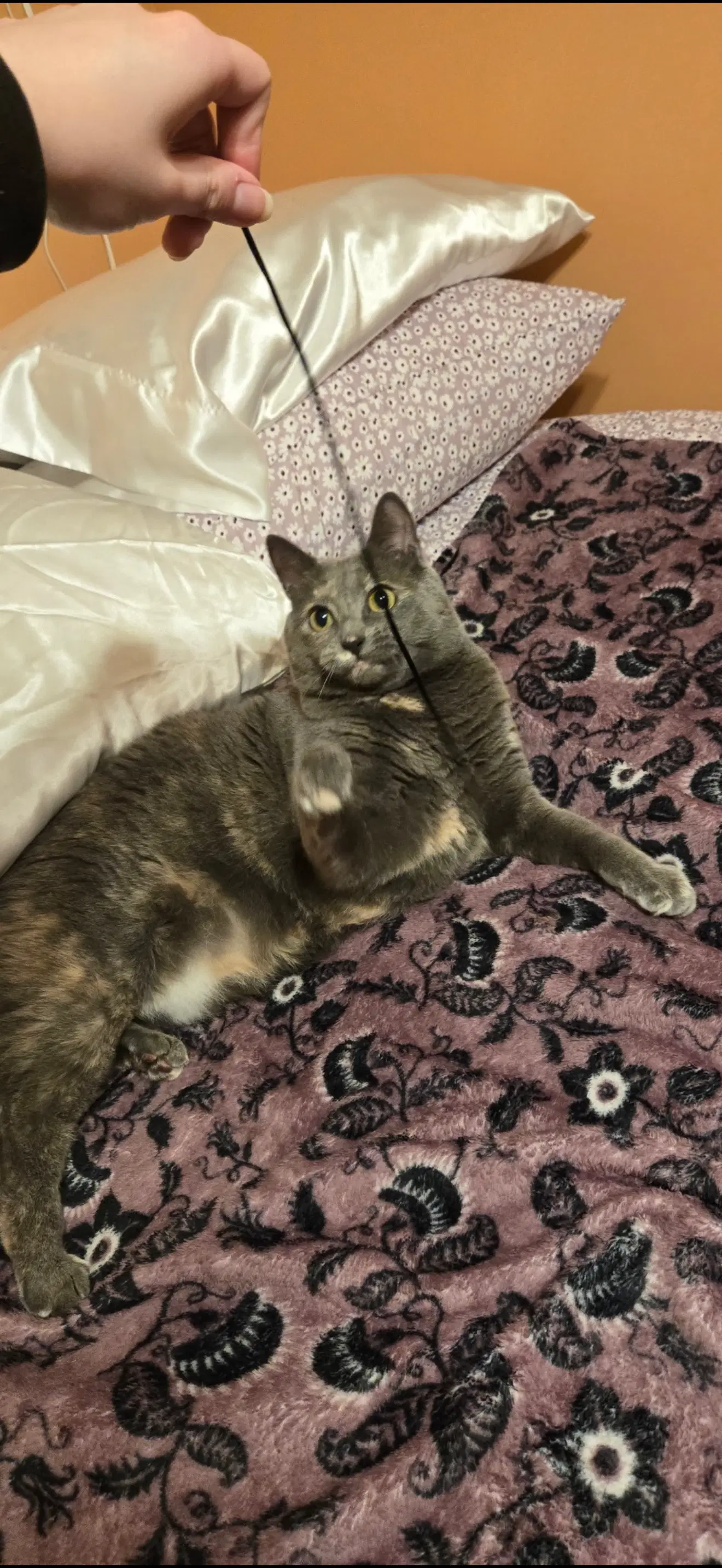Willow Tree - Domestic Short Hair