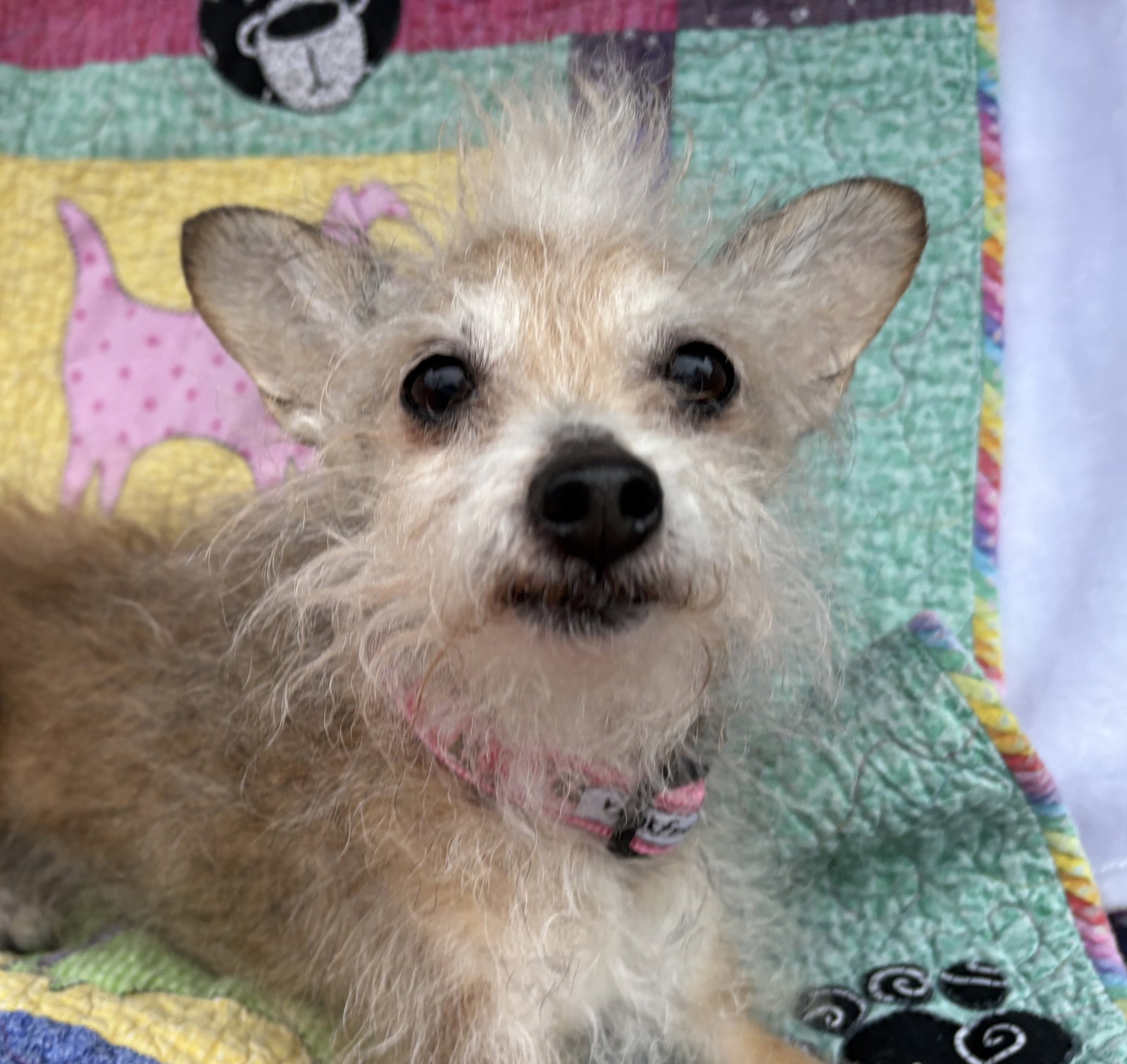 Scruffy Small Yorkshire Terrier Yorkie / Chihuahua (medium coat) Female