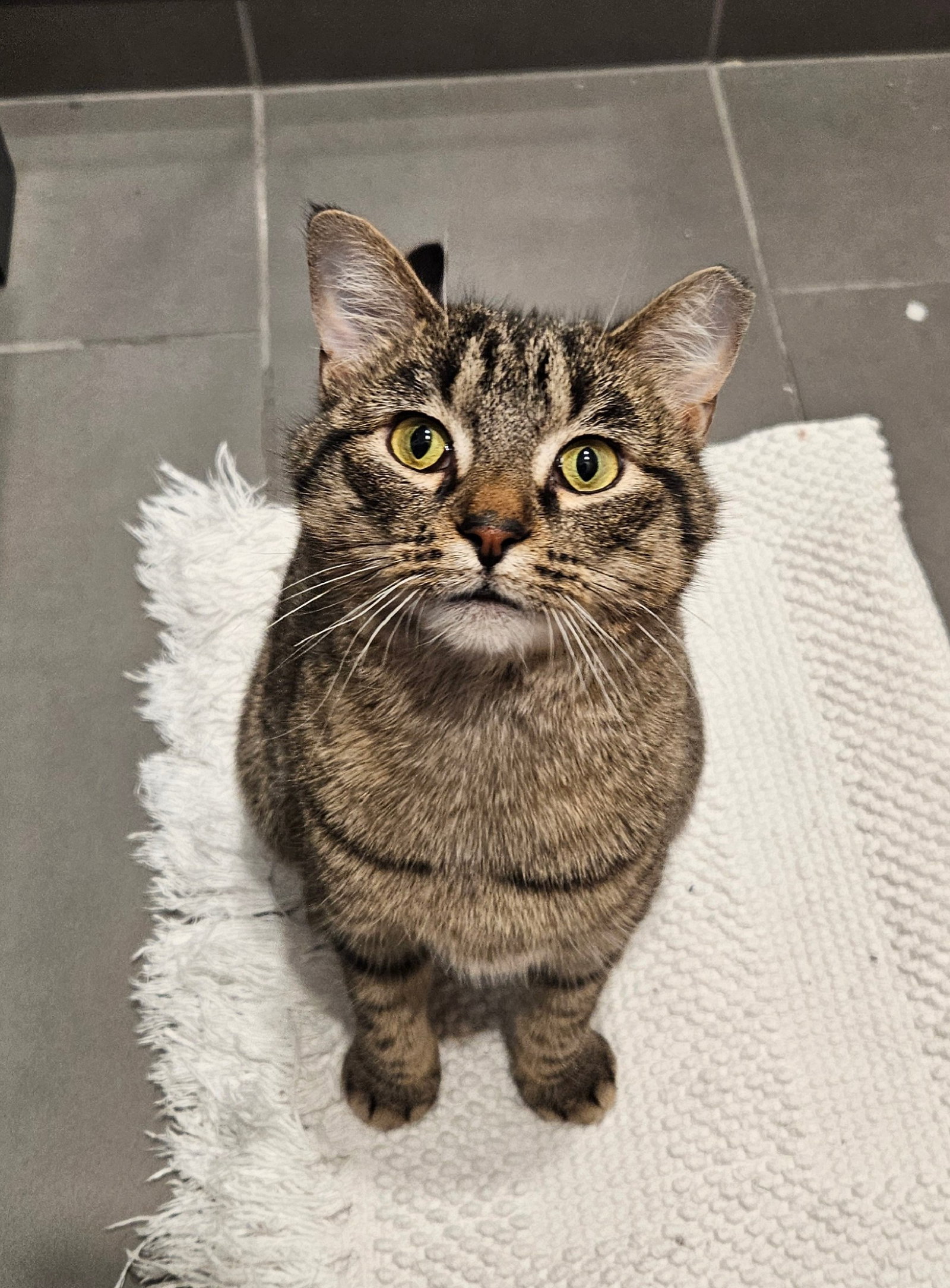 Monday  Domestic Short Hair (short coat) Female