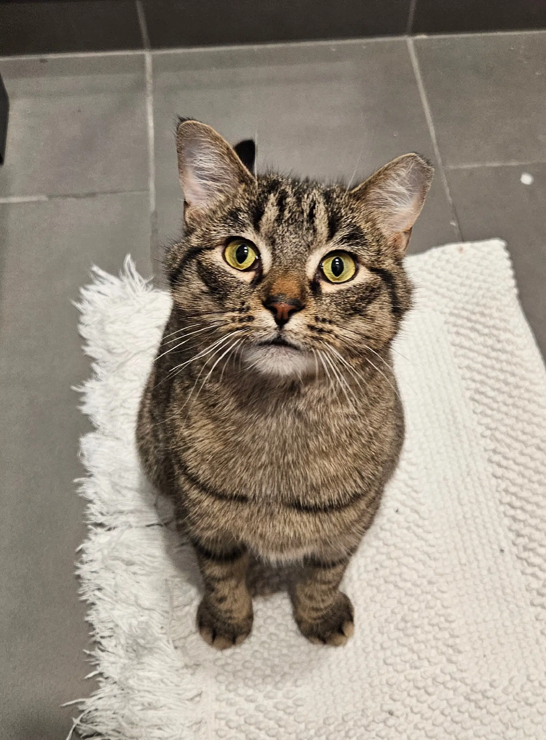 Monday - Domestic Short Hair