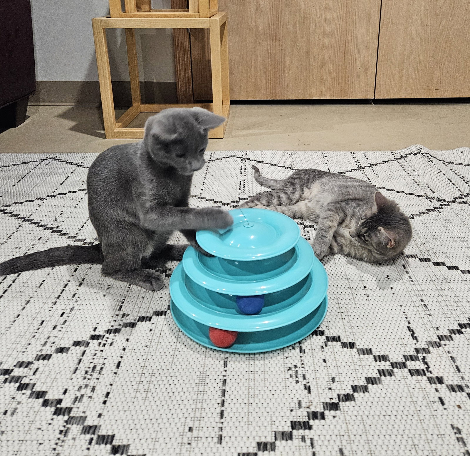 Tuesday & Murdock (*bonded pair)  Domestic Short Hair (short coat) Male