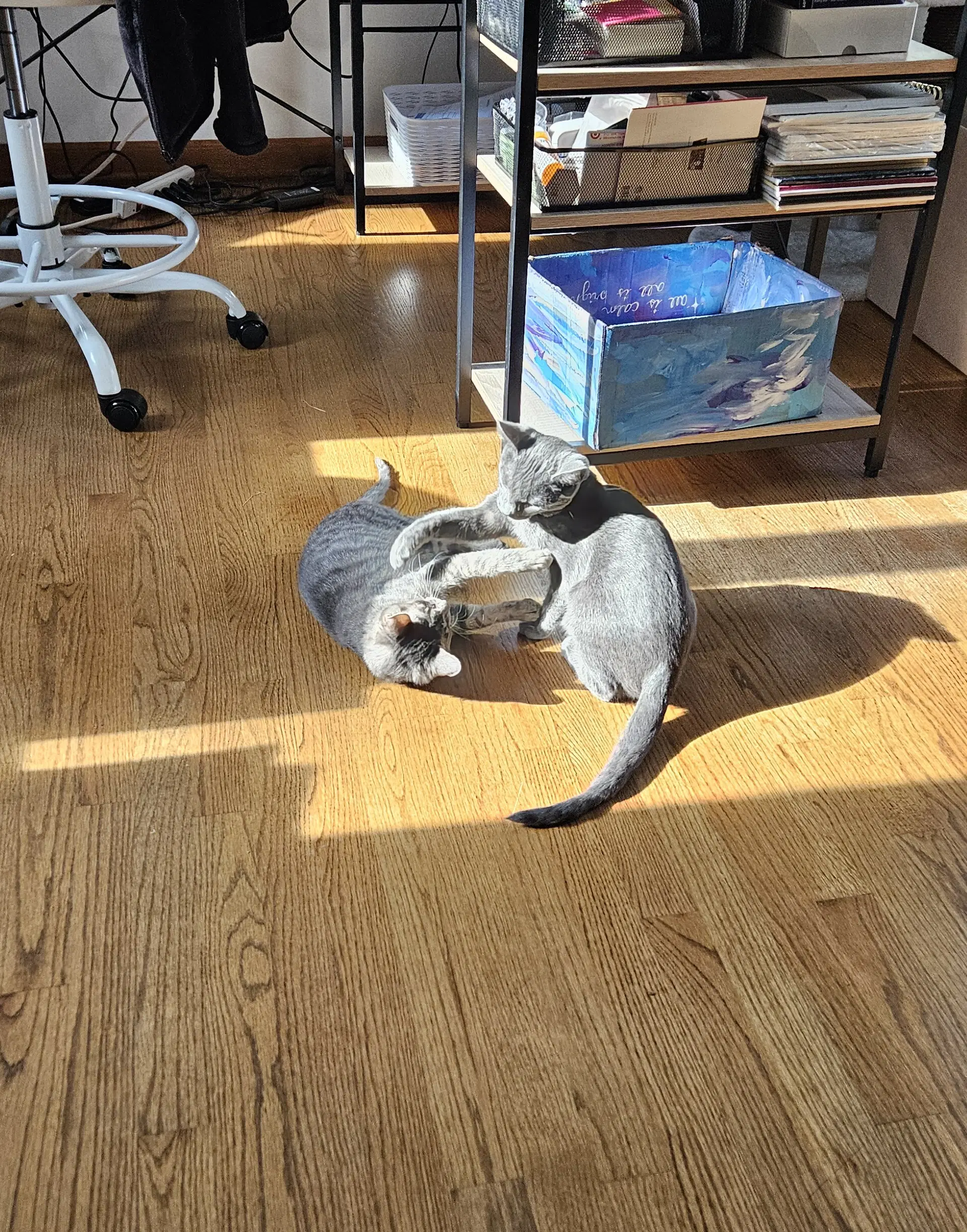 Tuesday  Murdock Bonded Pair image 3