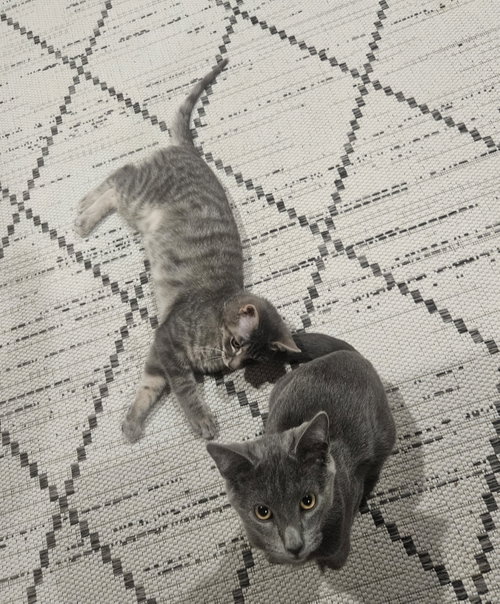 Photo 6 of Tuesday & Murdock (*bonded pair)