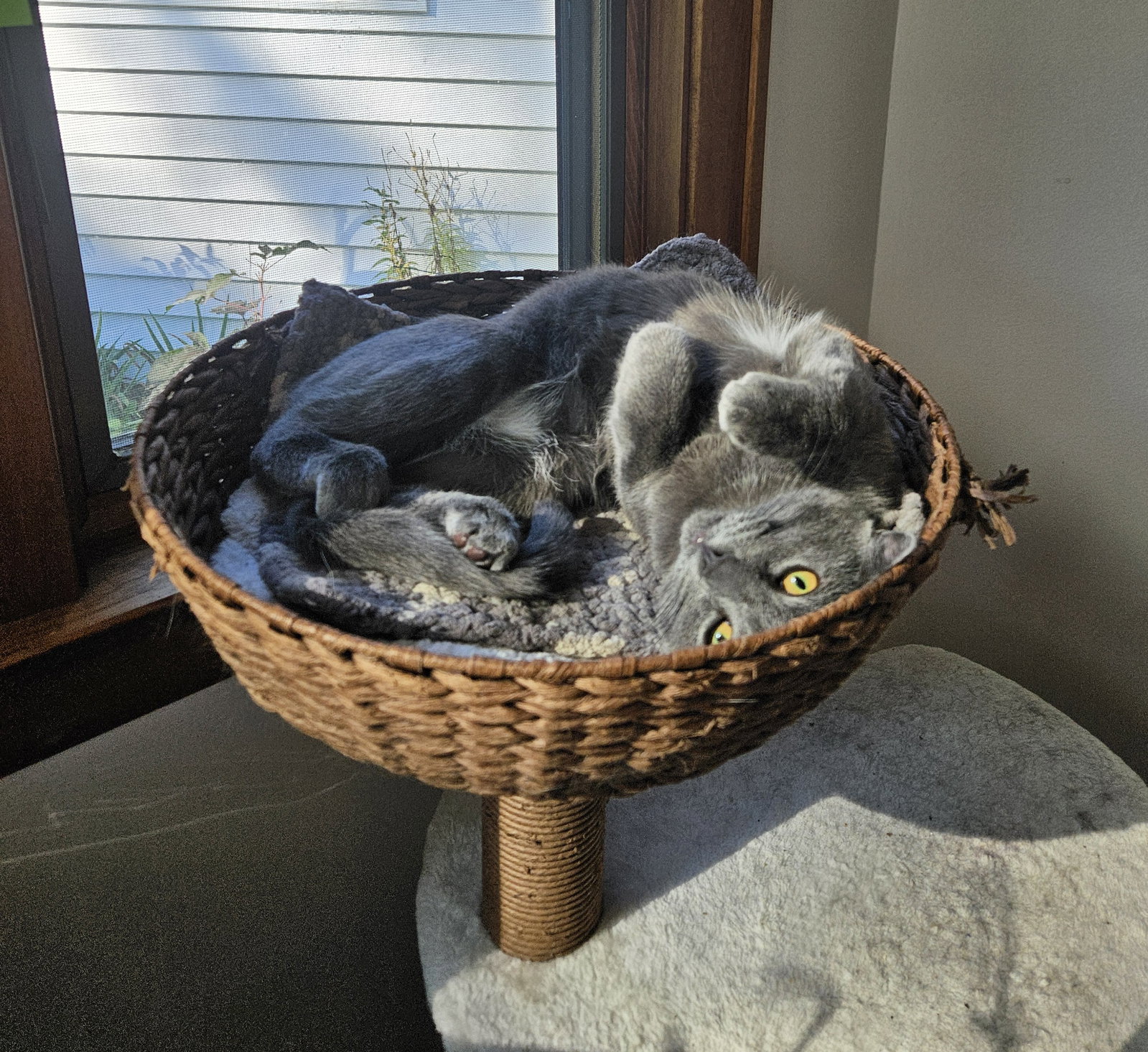 Tuesday  Domestic Short Hair (short coat) Male