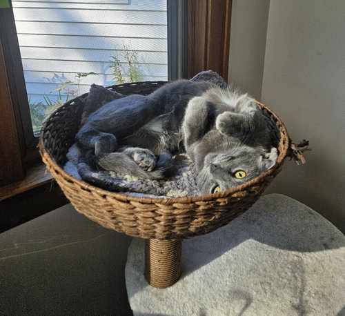 Tuesday, a cat for adoption from Animal Rescue Foundation (ARF-IL)