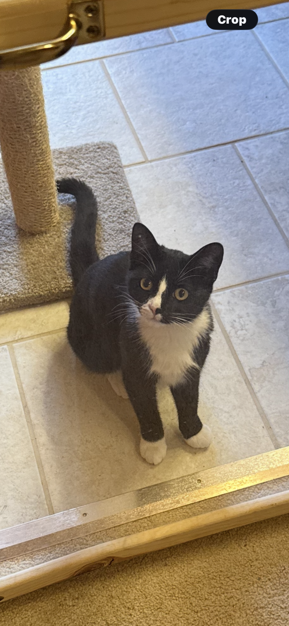 Josie  Domestic Short Hair (short coat) Female