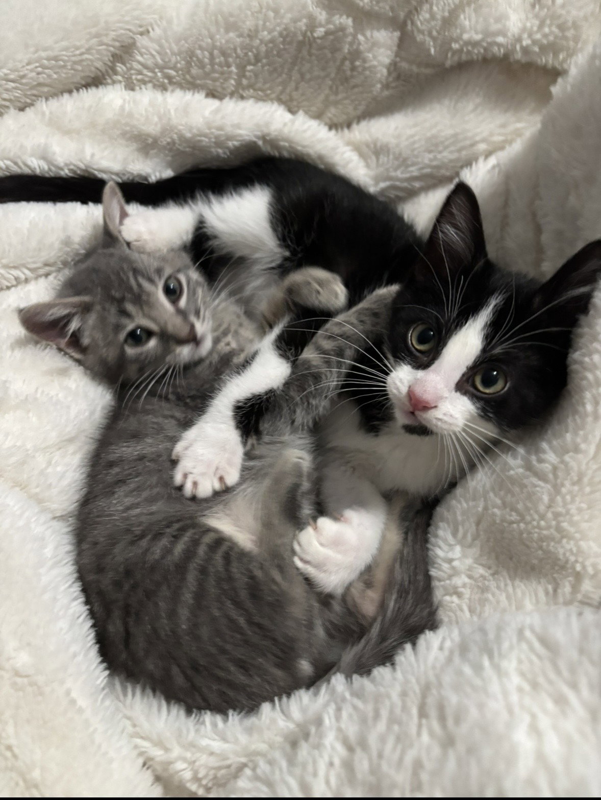 Tom & Jerry (bonded pair)  Domestic Short Hair (short coat) Male