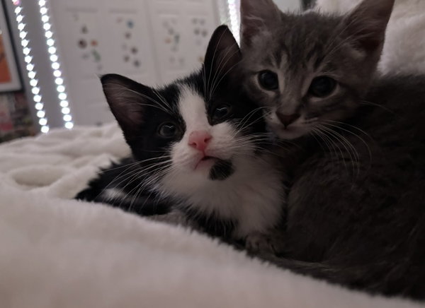 Tom & Jerry (bonded pair)
