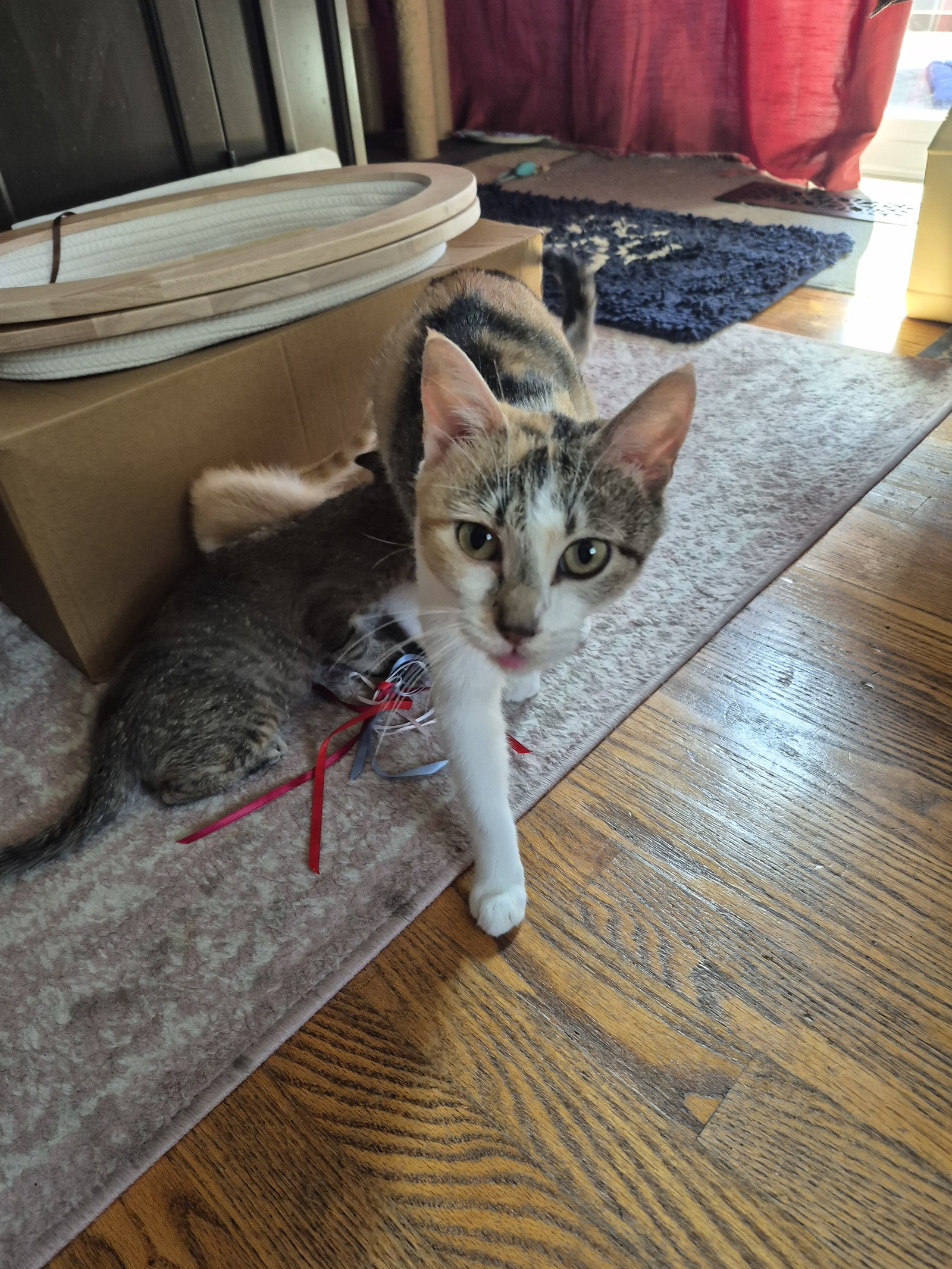 Patches  Domestic Short Hair (short coat) Female