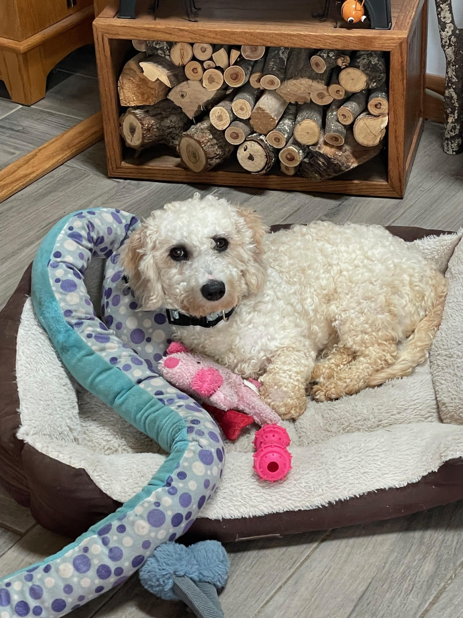 Chewbacca Small Poodle (Miniature) / Mixed Male