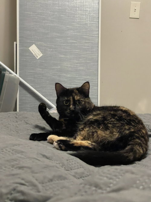 Piper, Adult Domestic Short Hair (short coat), cat for adoption in Orland Park, Illinois