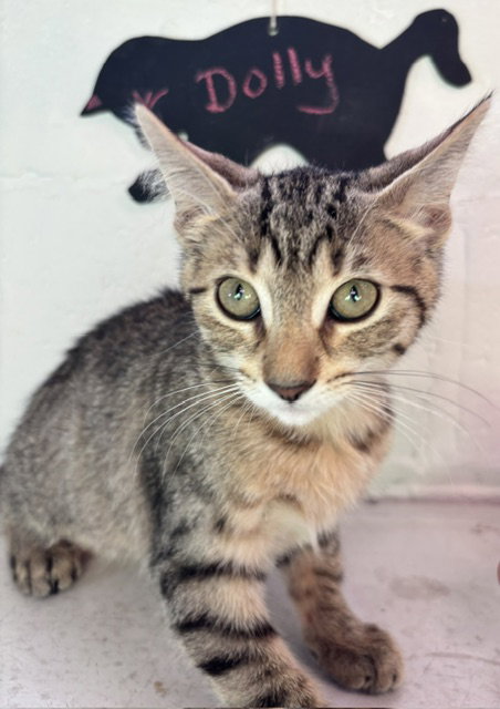Dolly  Domestic Short Hair (short coat) Female