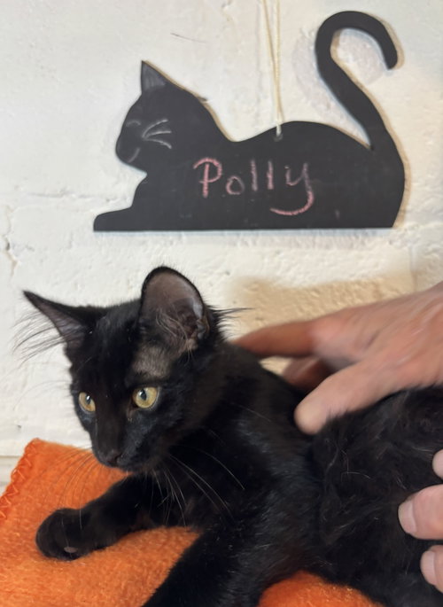 Polly photo 2