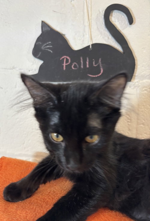 Polly photo 3