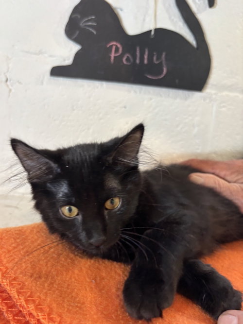 Polly photo 4