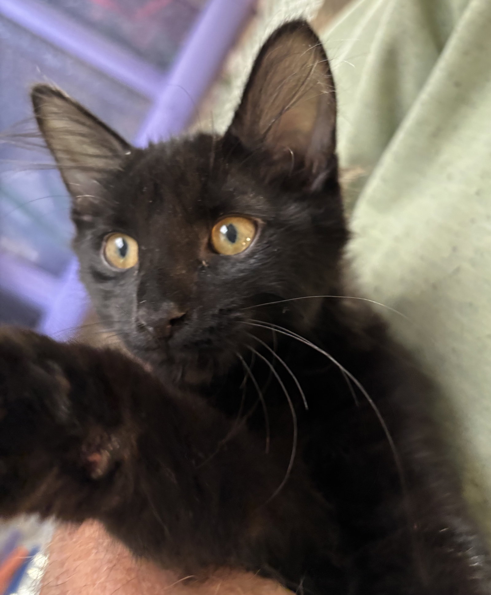 Polly  Domestic Short Hair (short coat) Female