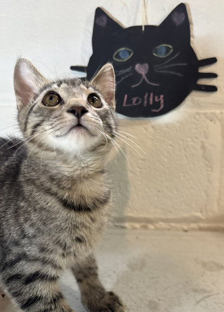 Lolly  Domestic Short Hair / Tabby (short coat) Female