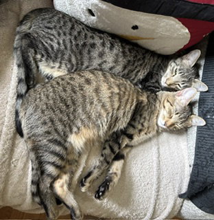 Lolly & Molly (bonded pair)  Domestic Short Hair / Tabby (short coat) Female