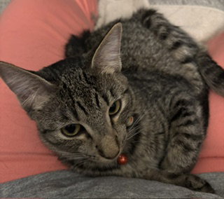 Lolly & Molly (bonded pair), photo 2