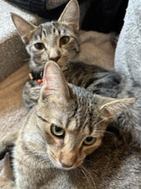 Lolly & Molly (bonded pair), photo 5