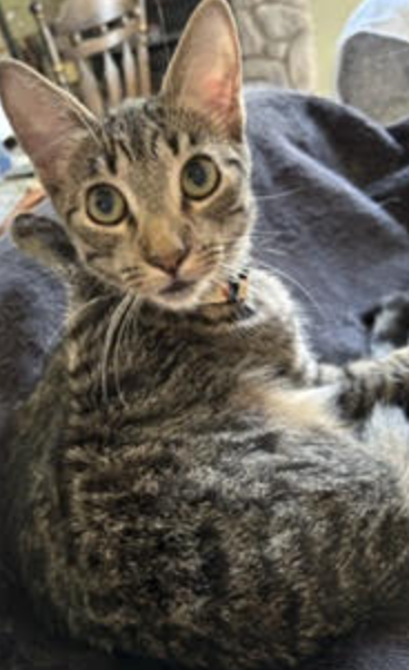 Lolly & Molly (bonded pair), photo 6