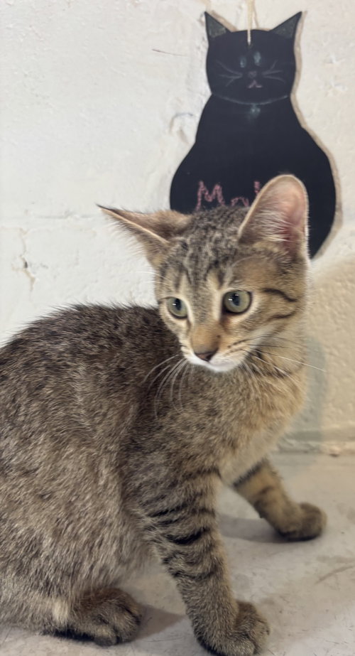 Molly, Baby Domestic Short Hair (short coat), cat for adoption in Calumet City, Illinois