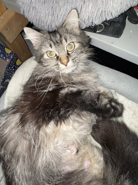 Raine  Domestic Long Hair (long coat) Female