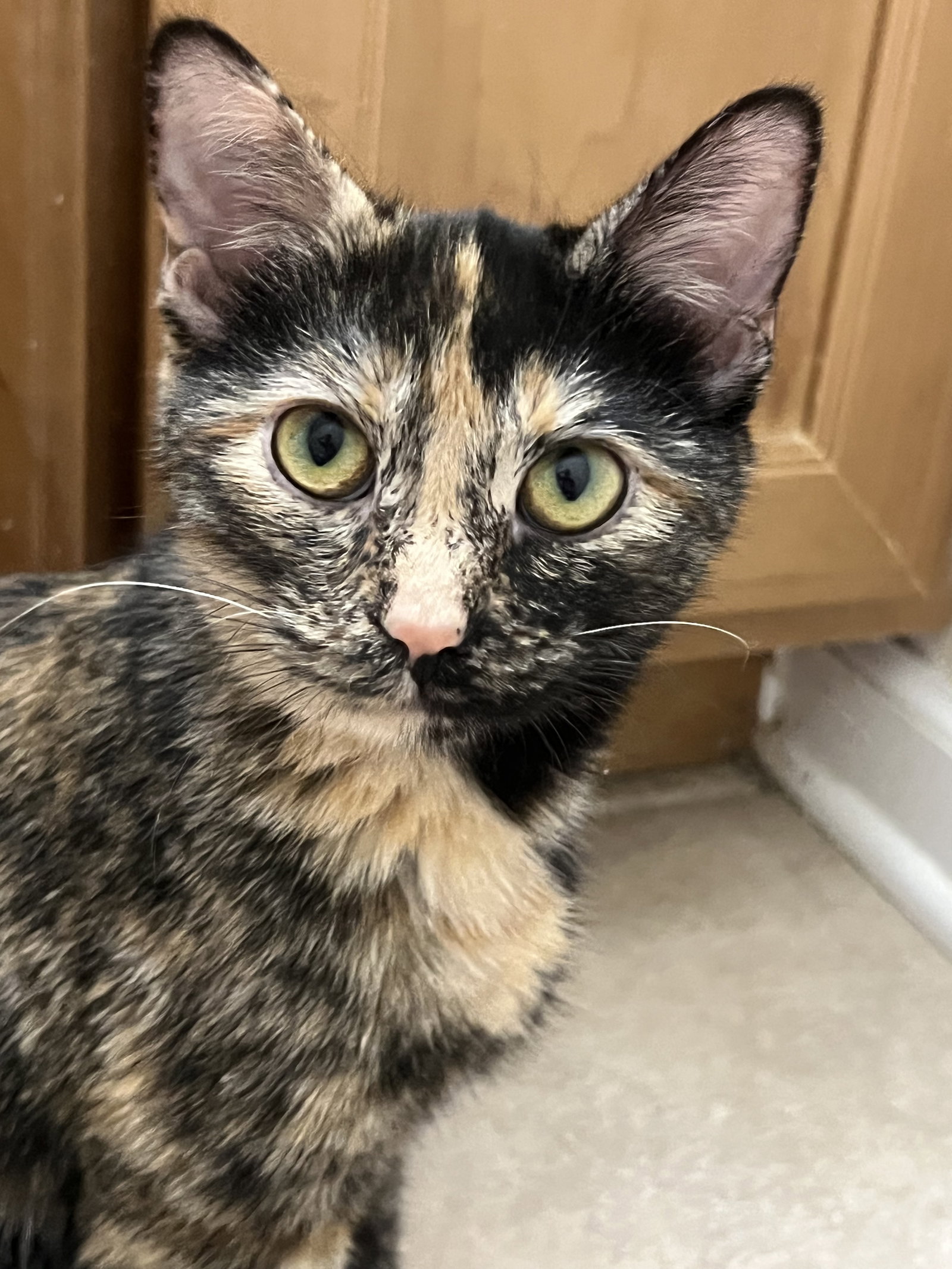 Hashbrown  Domestic Short Hair (short coat) Female