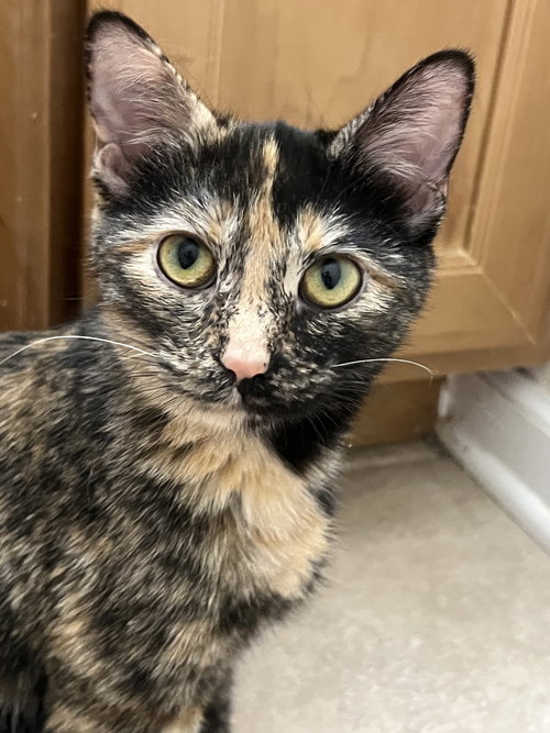 Hashbrown, an adoptable Domestic Short Hair in Wheaton, IL