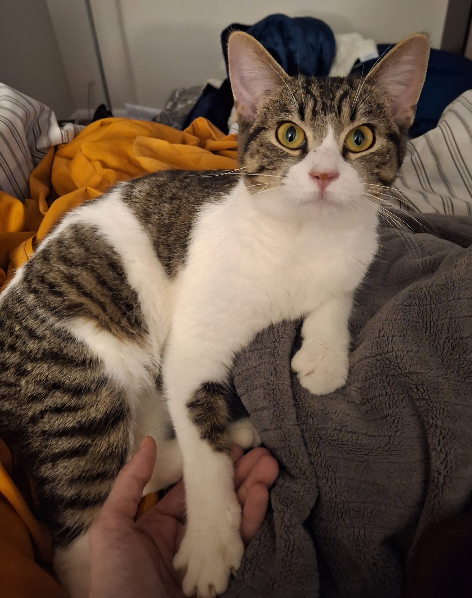 April  Domestic Short Hair (short coat) Female