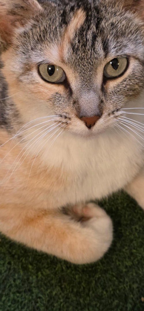 Bella