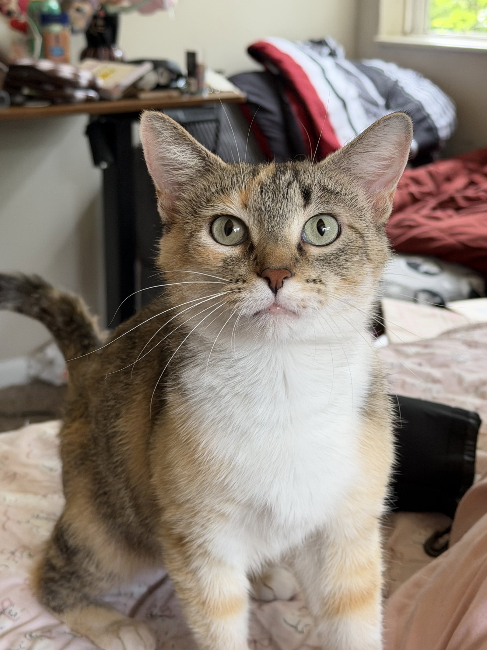 Bella  Domestic Short Hair (short coat) Female
