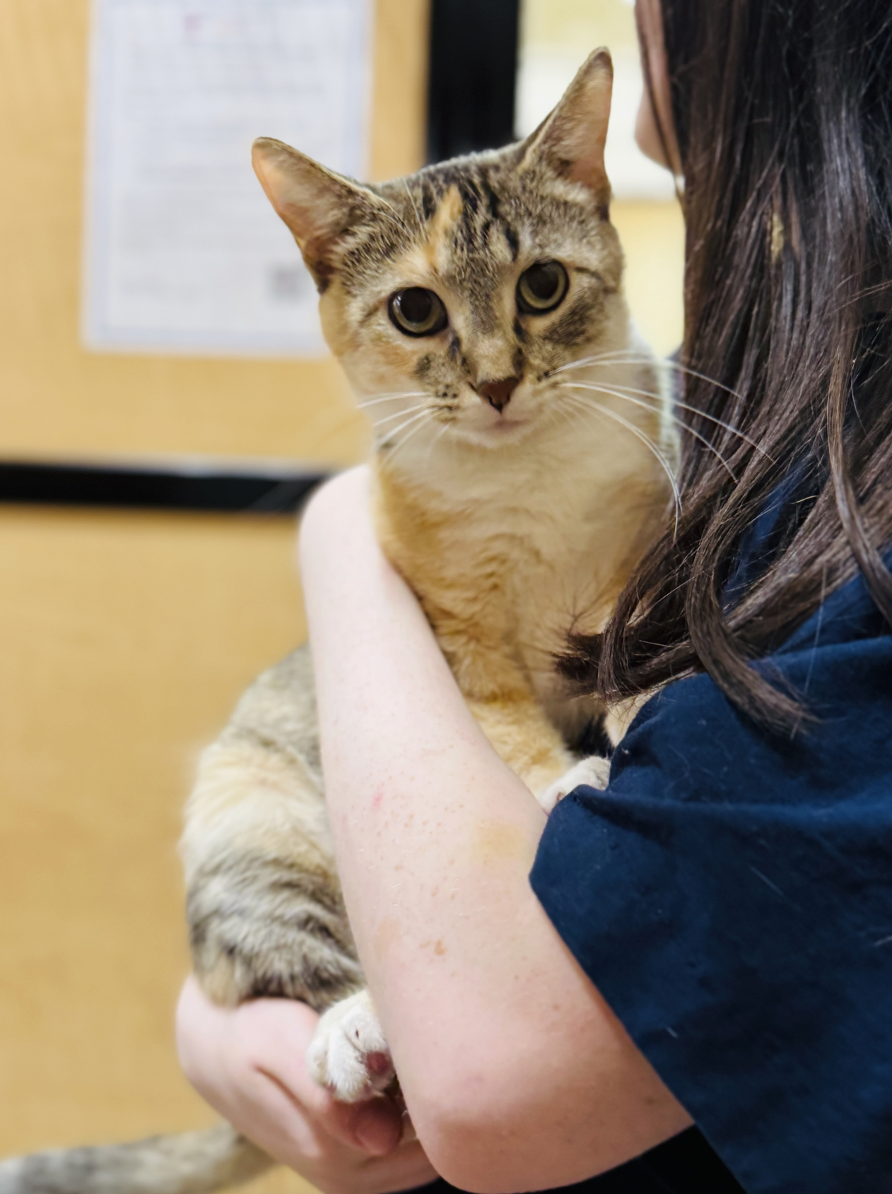 Bella  Domestic Short Hair (short coat) Female