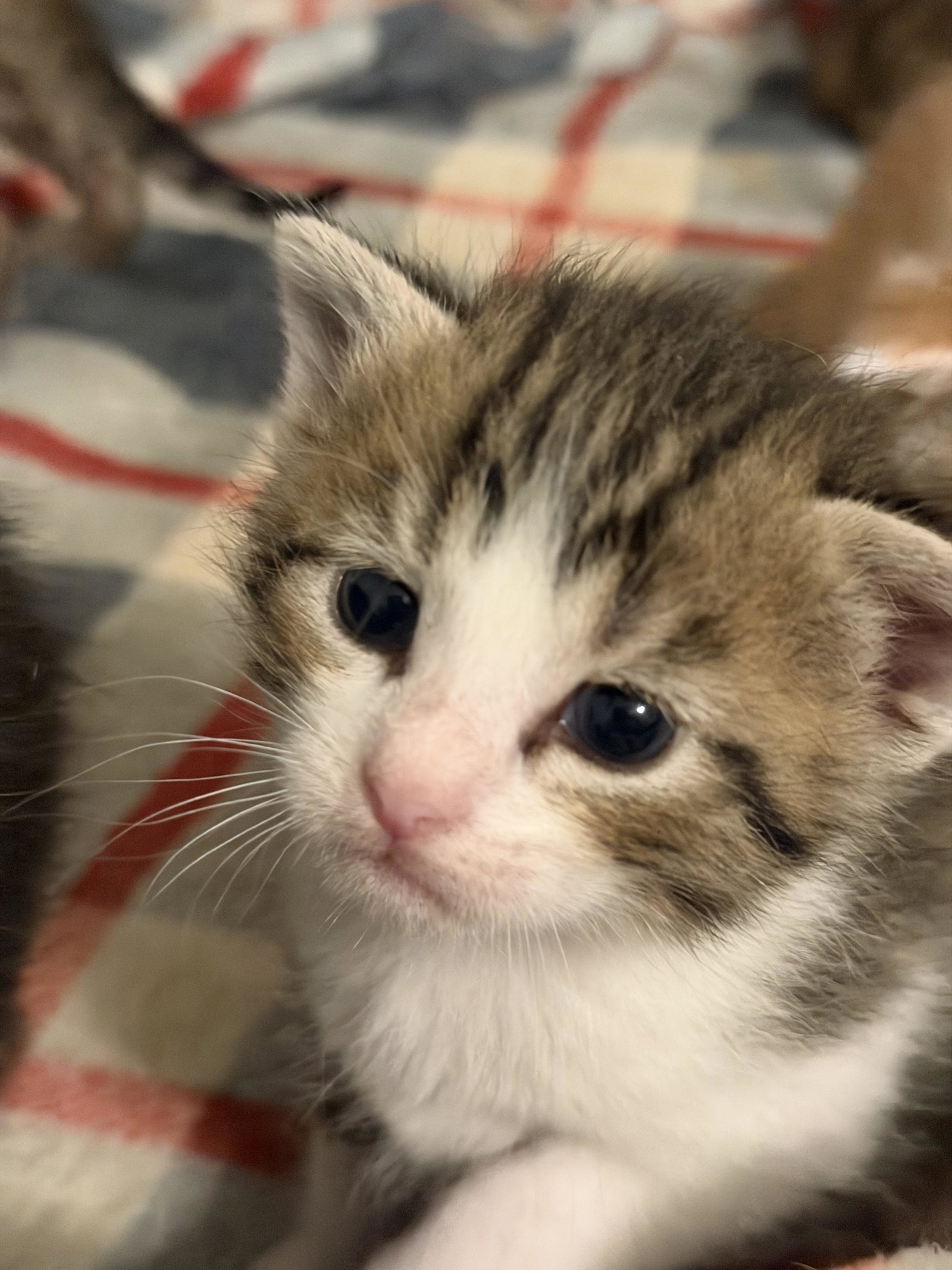 Paco  Domestic Short Hair (short coat) Female