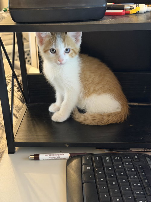 Tiger, Baby Domestic Short Hair (short coat), cat for adoption in Cicero, Illinois