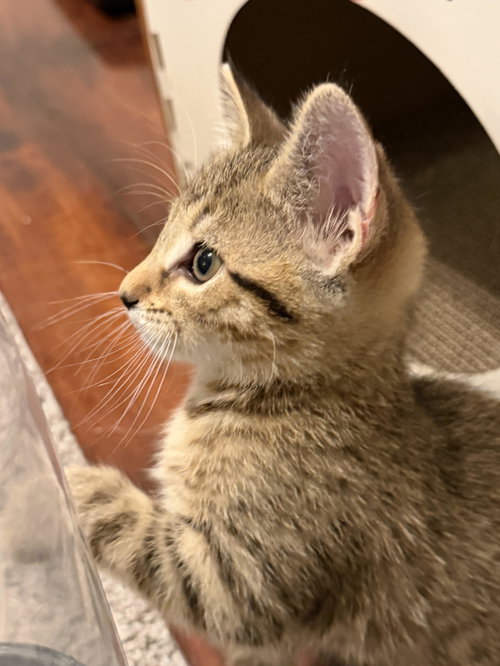 Peanut